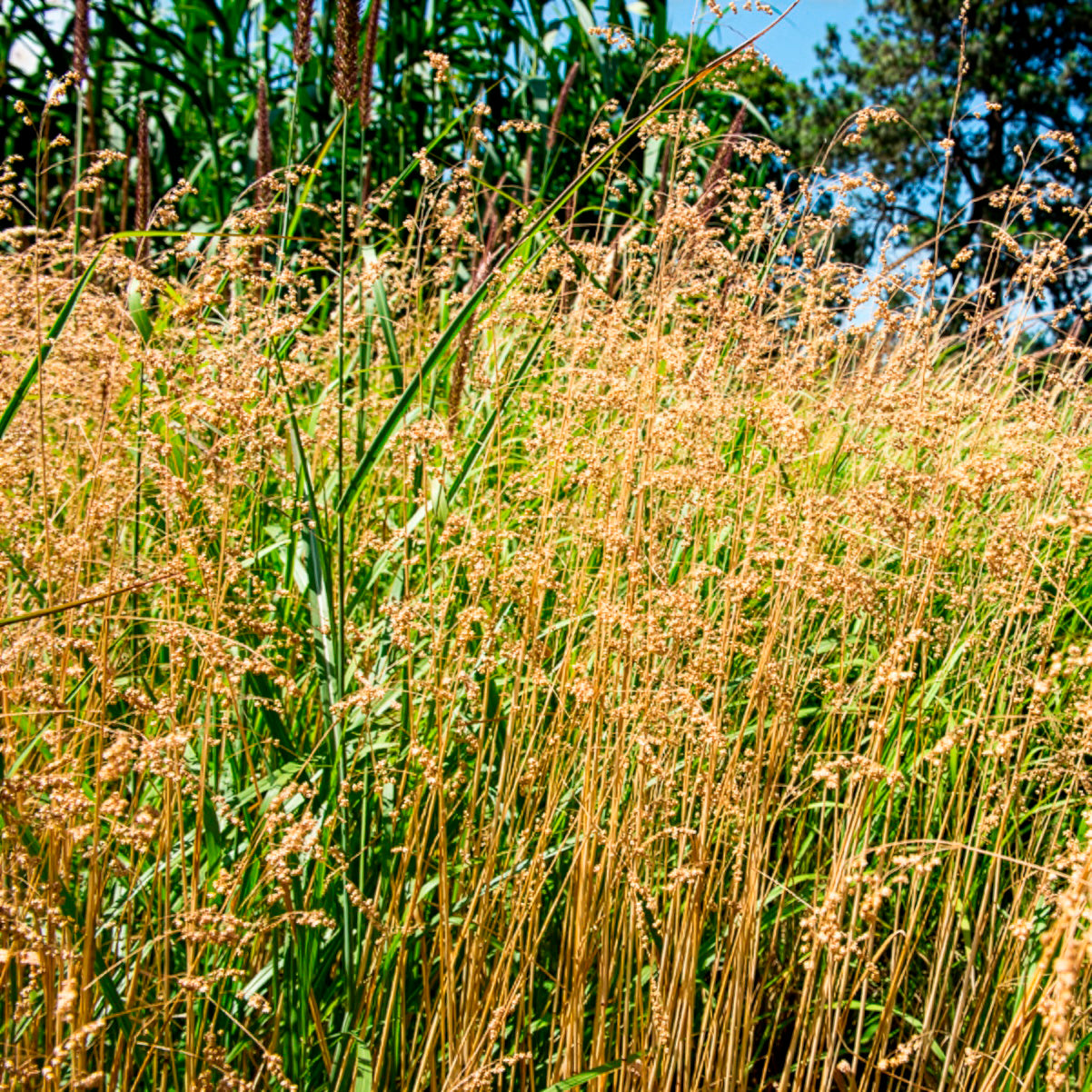 Bevertje / Trilgras Brize - Briza media - Bakker