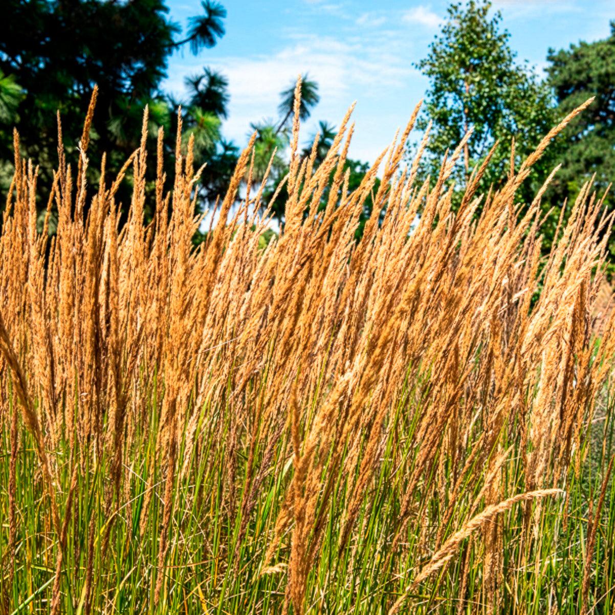 Struisriet 'Karl Foerster' - Calamagrostis x acutiflora Karl Foerster - Bakker