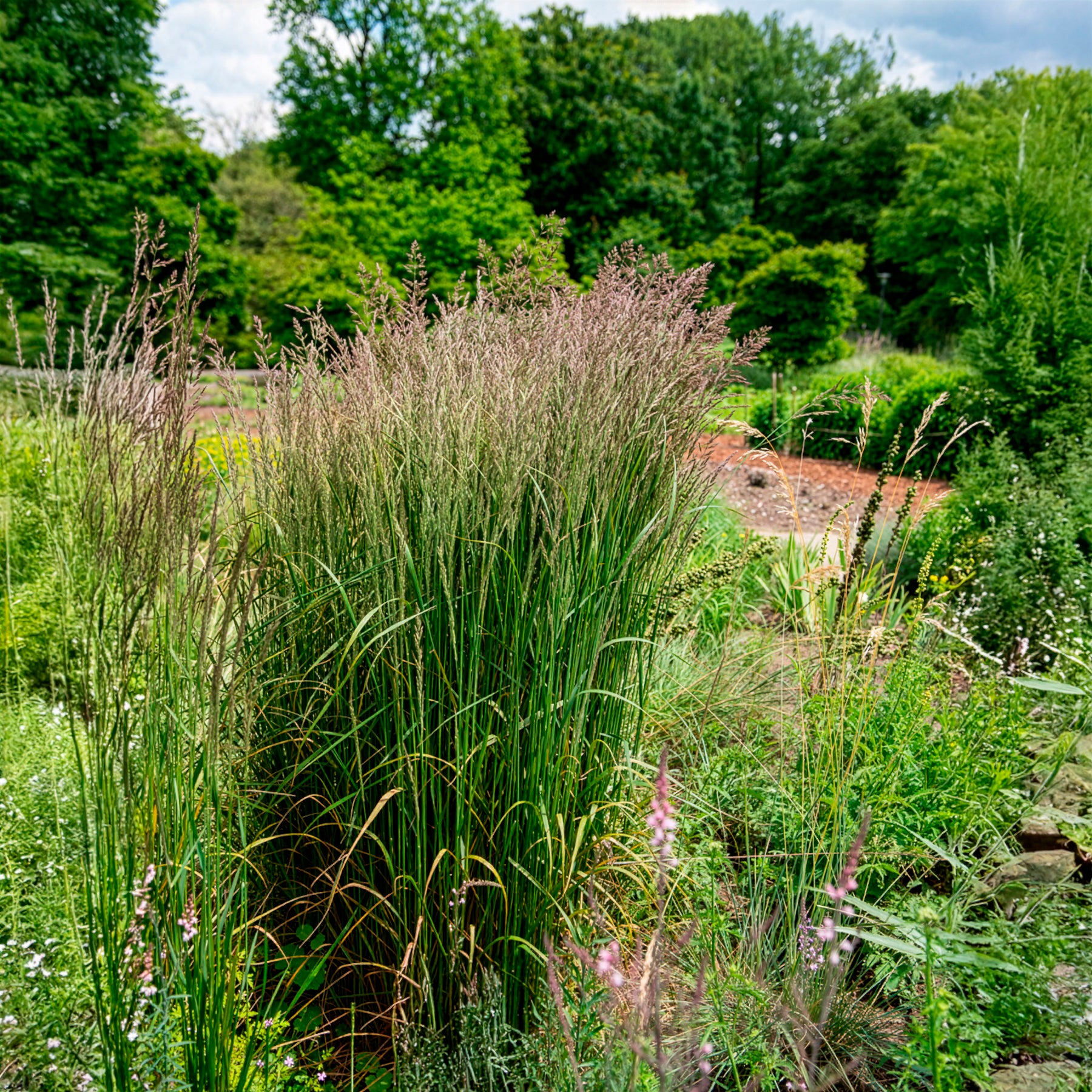 Struisriet 'Karl Foerster' - Siergrassen - Bakker