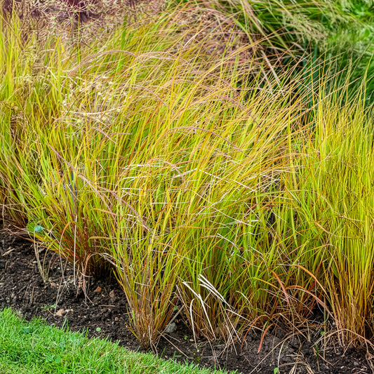 Vedergras arundinacea - Bakker