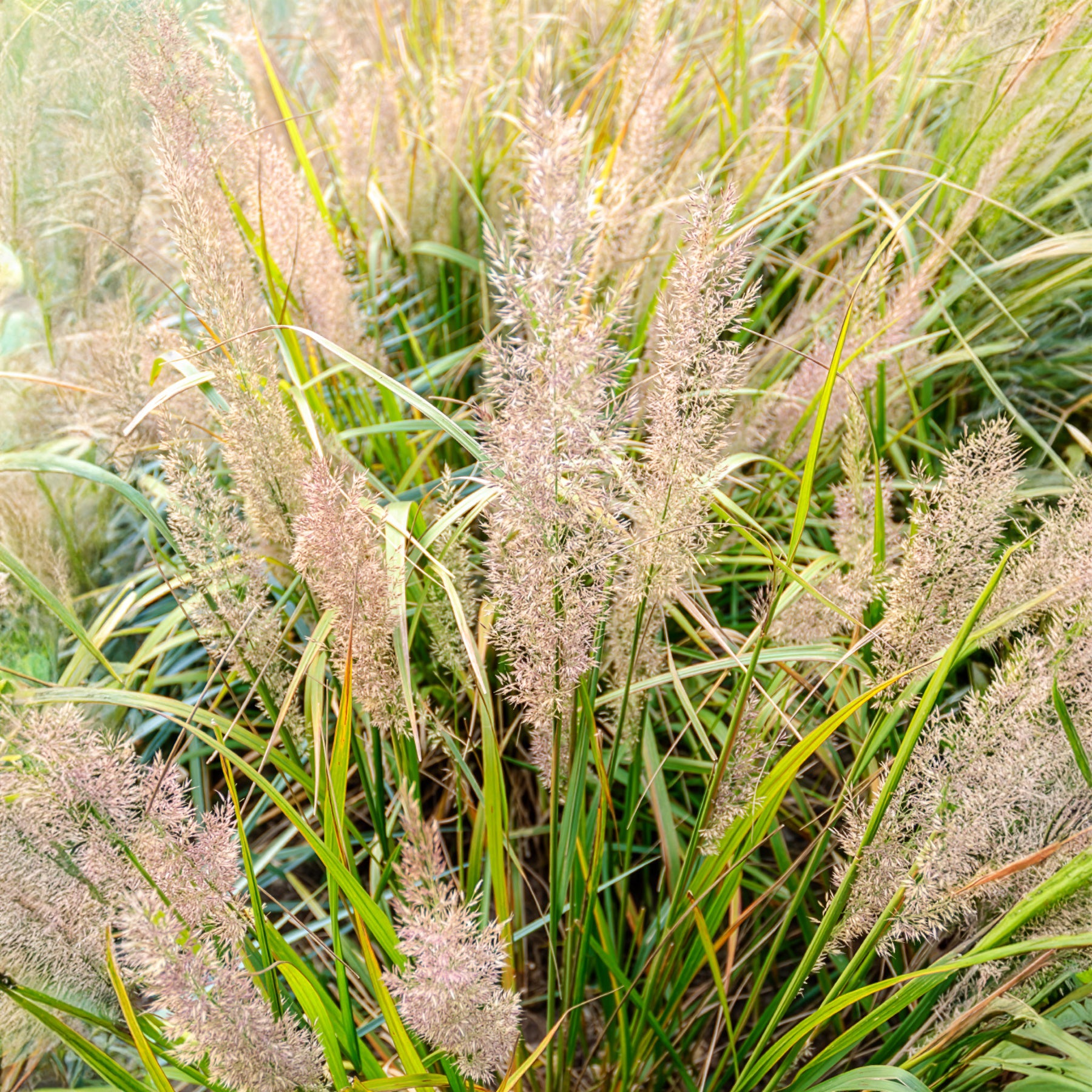 Diamantgras - Siergrassen - Bakker