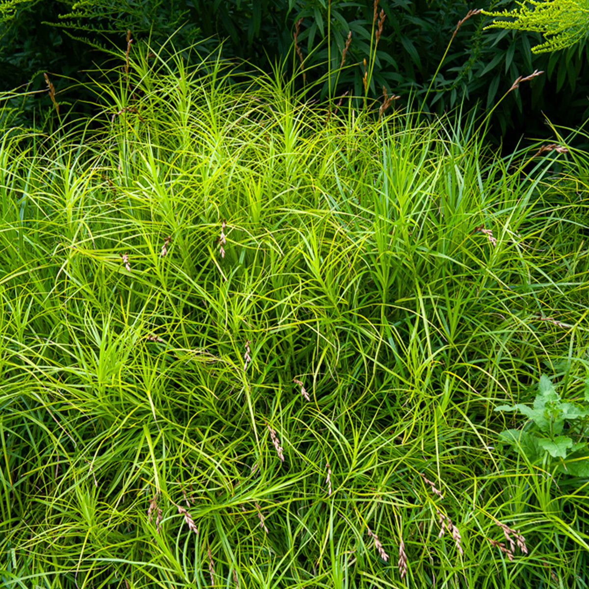 Palmzegge - Carex muskingumensis - Bakker
