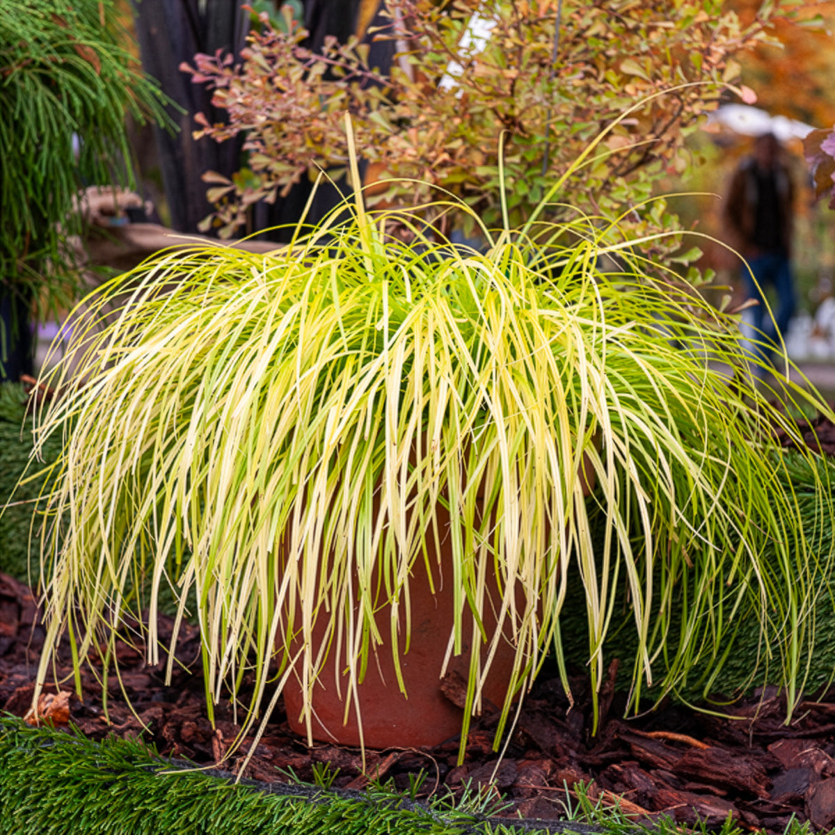 Japanse zegge Everillo® - Bakker