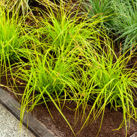 Japanse zegge Everillo® - Carex oshimensis Everillo - Bakker