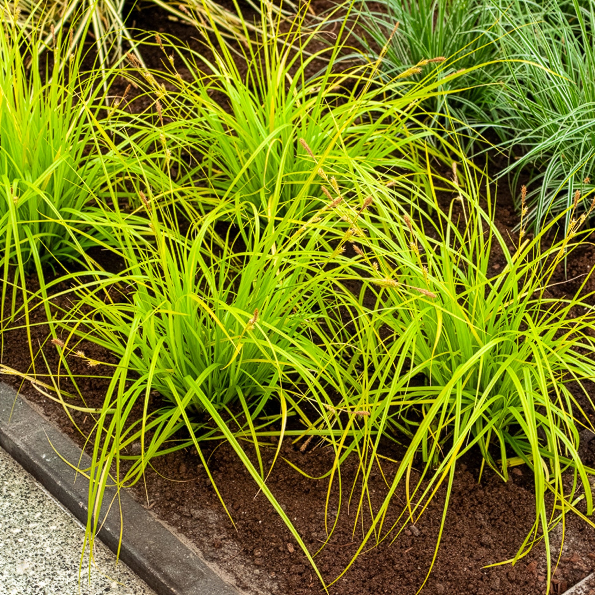 Japanse zegge Everillo® - Carex oshimensis Everillo - Bakker