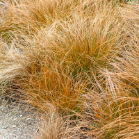 Zegge Testacea - Carex testacea - Bakker