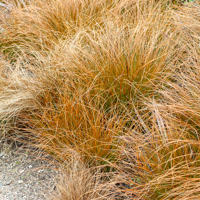 Zegge Testacea - Carex testacea - Bakker