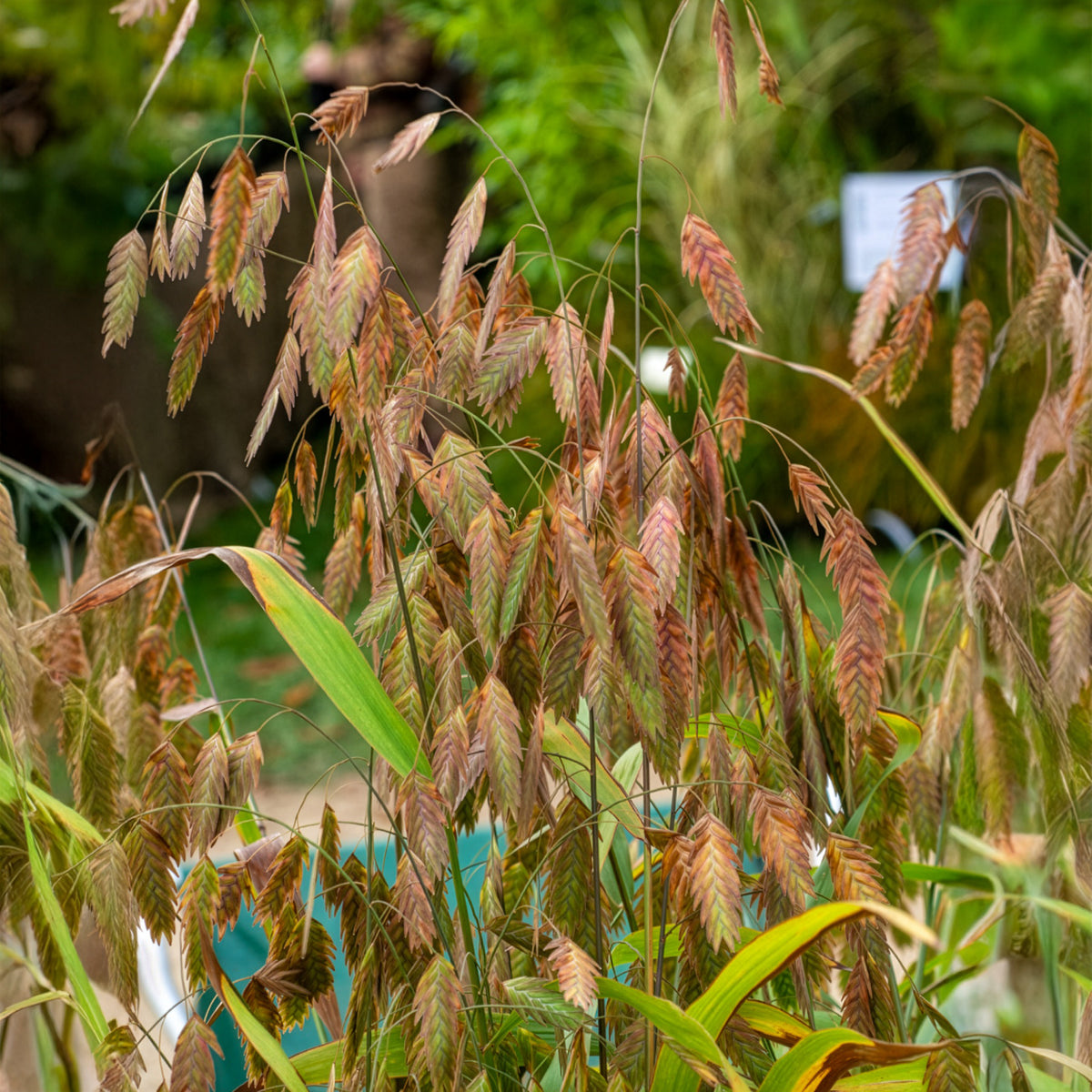 Plataargras - Chasmanthium latifolium - Bakker