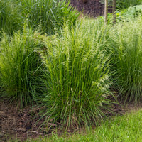 Smele - Smele - Deschampsia cespitosa