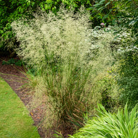 Smele - Deschampsia cespitosa - Bakker