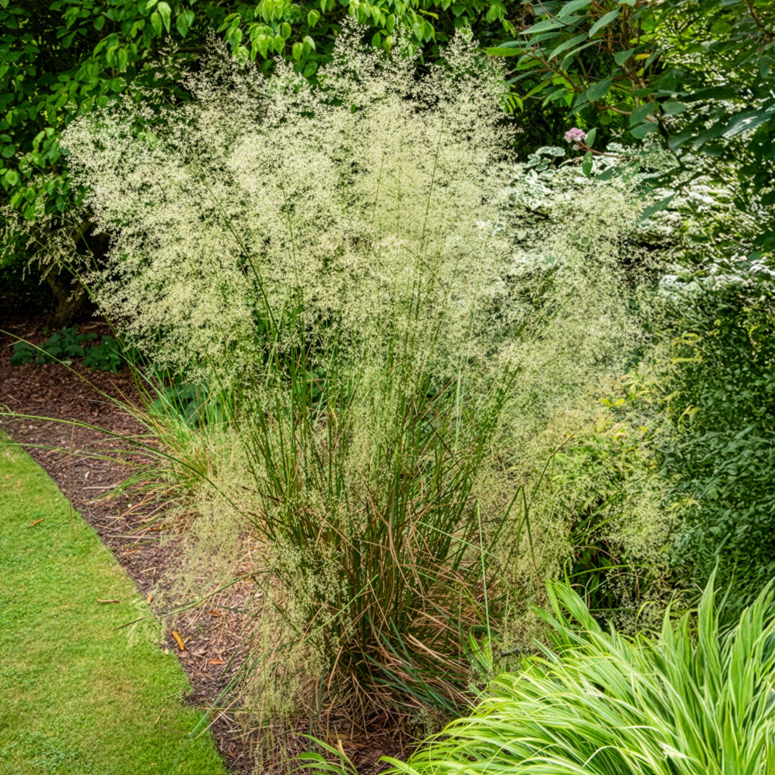 Smele - Deschampsia cespitosa - Bakker