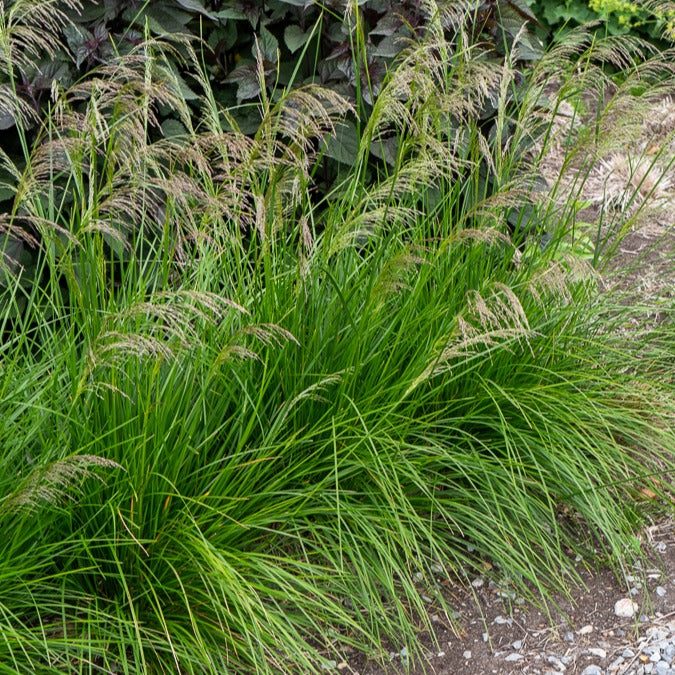 Verkoop Smele Goldtau - Deschampsia cespitosa goldtau