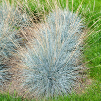 Festuca glauca Elijah Blue - Blauw schapegras Elijah - Schapenvenkel