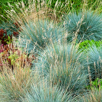 Siergrassen - 3 siergrassen voor droge grond - Pennisetum alopecuroides,Stipa tenuissima ,Festuca glauca