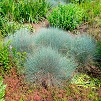 Schapenvenkel - Blauw schapegras Elijah - Festuca glauca Elijah Blue