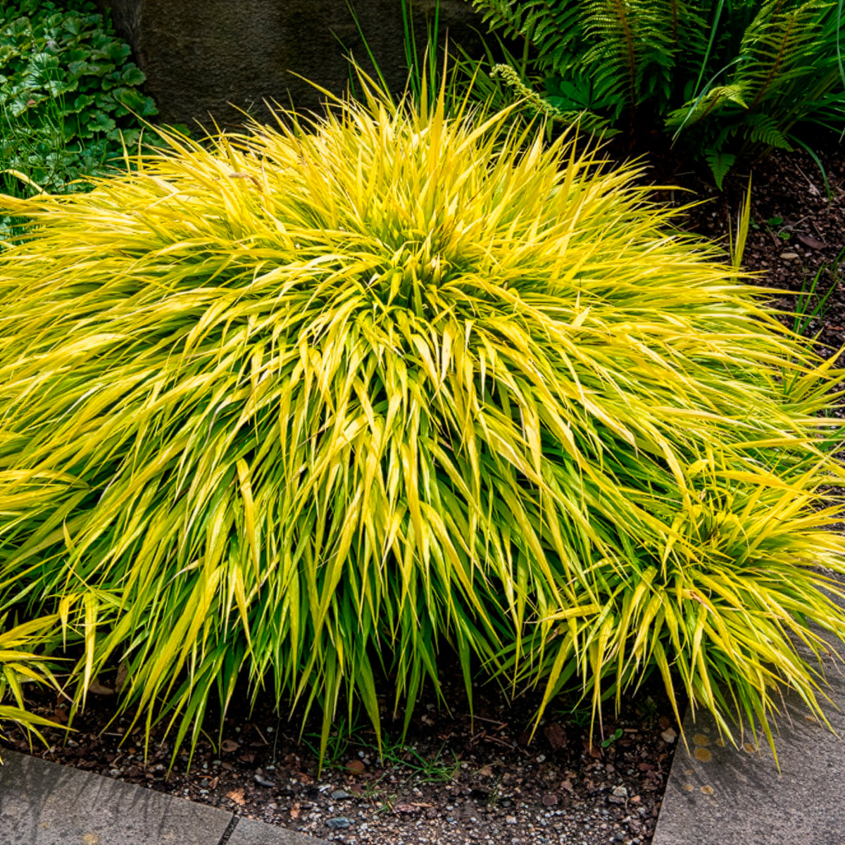 Hakonechloa macra all gold - Japans berggras All gold - Japans gras