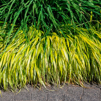 Japanse berggras - Hakonechloa macra aureola - Bakker