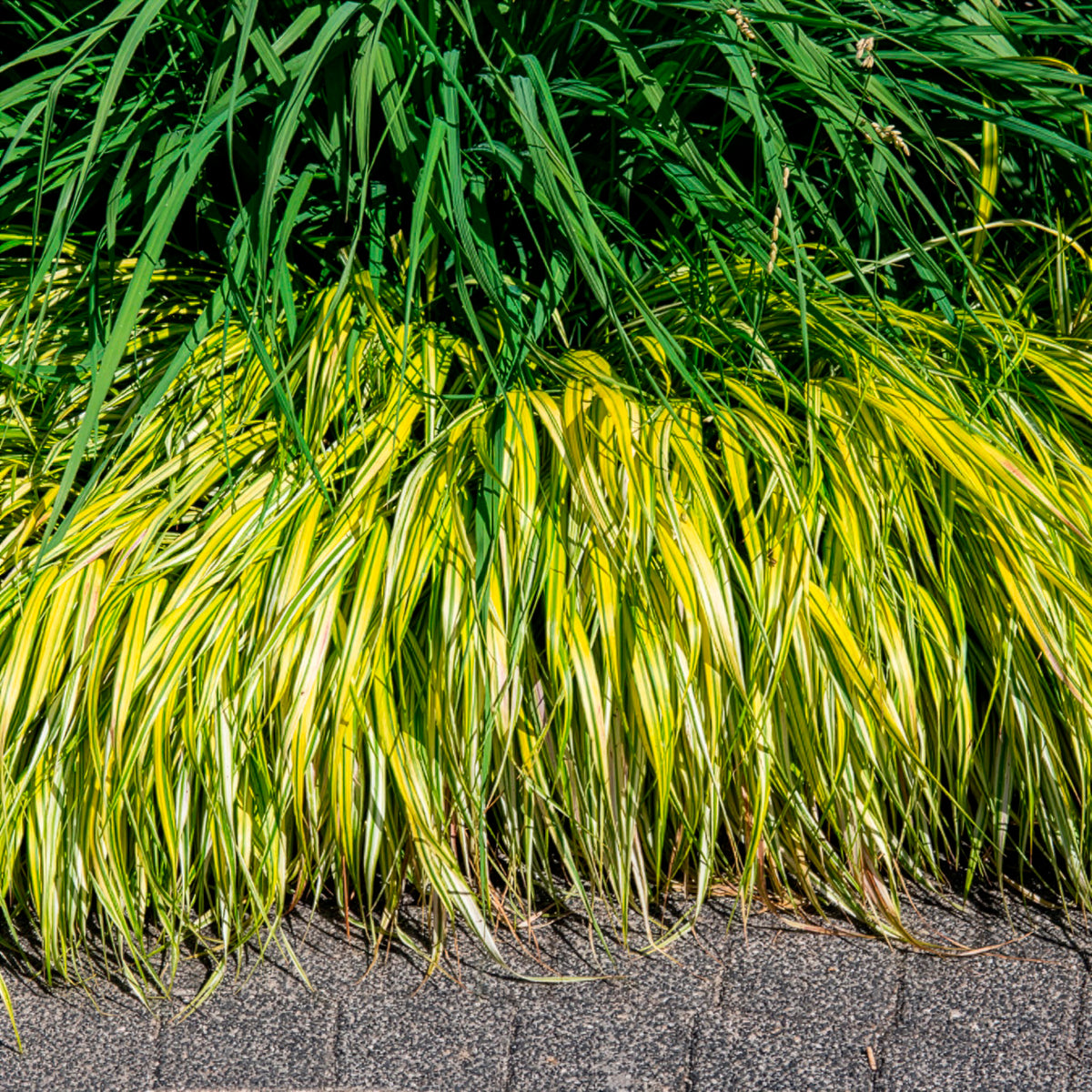 Japanse berggras - Hakonechloa macra aureola - Bakker