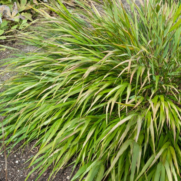 Japans siergras Nicolas - Hakonechloa macra nicolas - Siergrassen