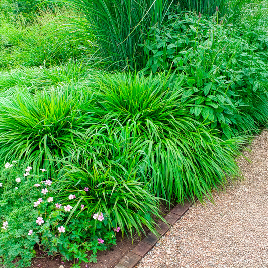 Japans berggras - Bakker