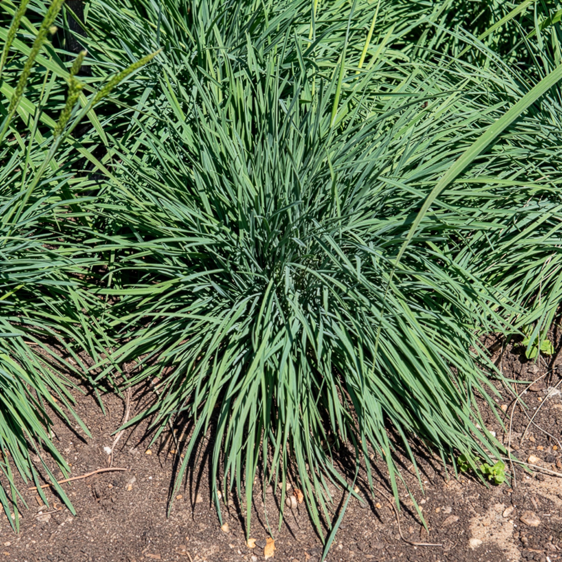 Fakkelgras - Koeleria glauca - Bakker