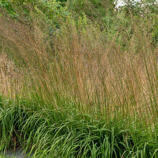 Pijpestrootje Karl Foester - Bakker