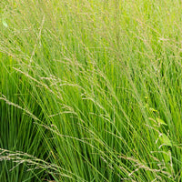 Molinia caerulea heidebraut - Pijpestrootje heidebraut - Siergrassen