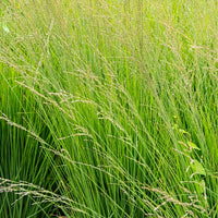 5 roze en paarse vaste planten - Molinia caerulea, Pennisetum orientale, Astrantia major, Scabiosa caucasica,Verbena bonariensis          - Bakker