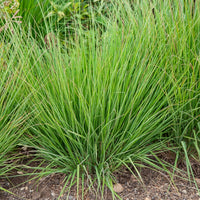 Pijpestrootje heidebraut - Molinia caerulea heidebraut - Bakker