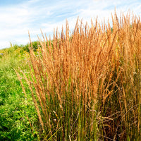 Pijpestrootje heidebraut - Molinia caerulea heidebraut - Bakker