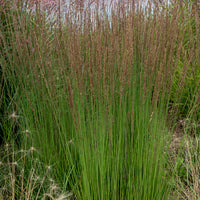 Pijpestrootje Moorhexe - Molinia caerulea Moorhexe - Bakker