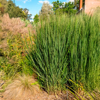 Panicum virgatum northwind - Vingergras 'Northwind' - Siergrassen