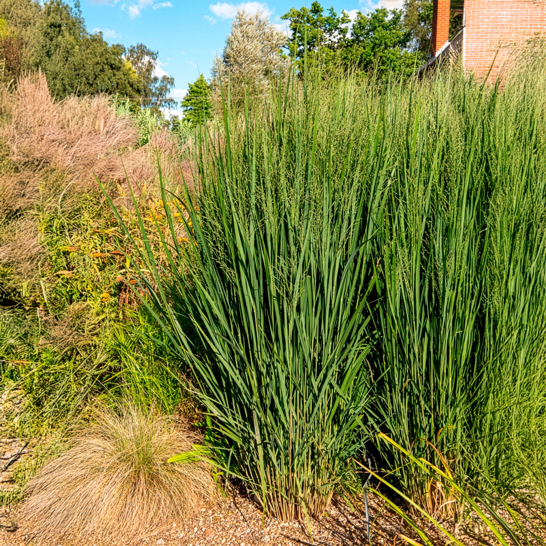 Panicum virgatum northwind - Vingergras 'Northwind' - Siergrassen