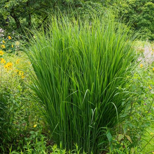 Vingergras 'Northwind' - Panicum virgatum northwind - Tuinplanten