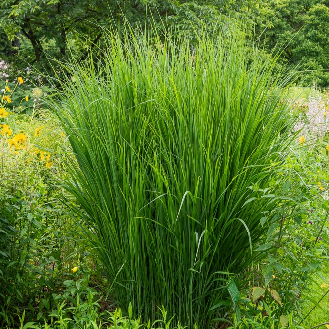 Vingergras 'Northwind' - Bakker