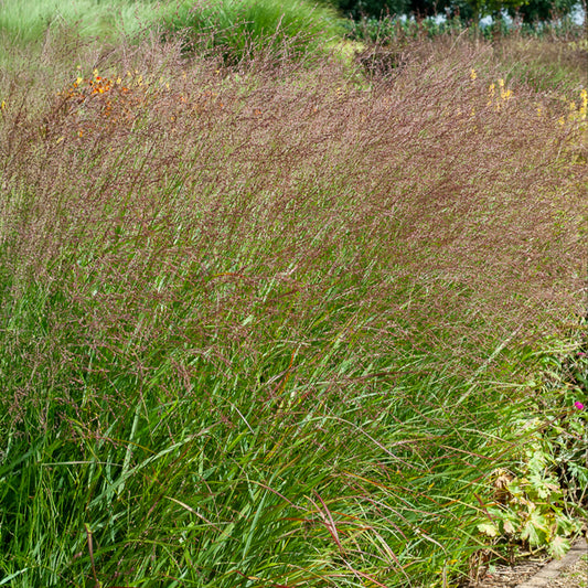 Vingergras Shenandoah - Bakker