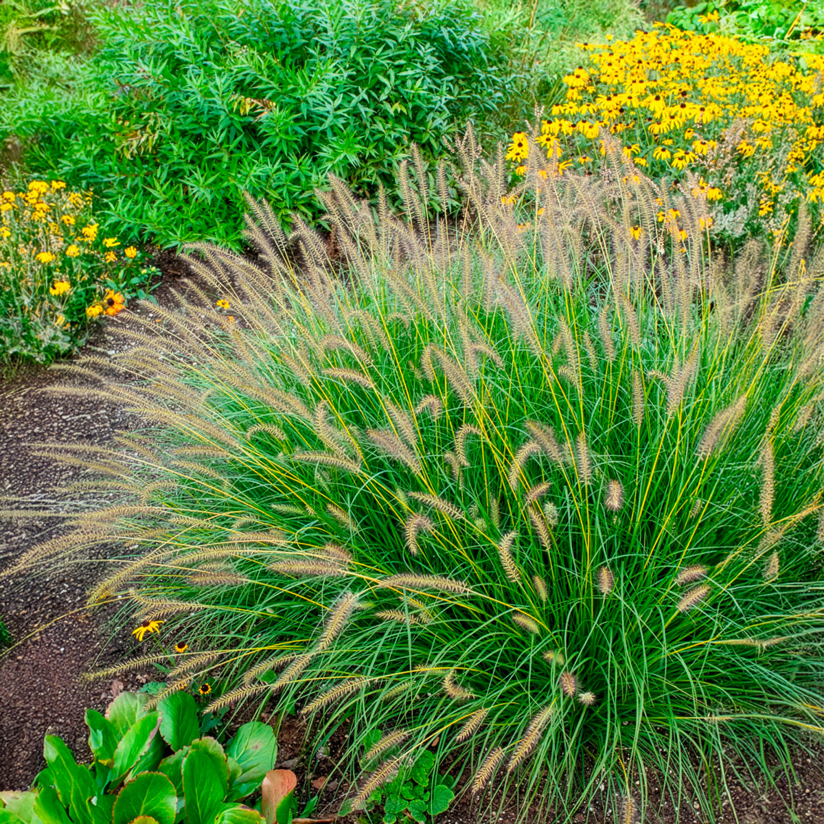 Pennisetum alopecuroides gelbstiel - LampepoetsersgrasGelbstiel - Pennisetum