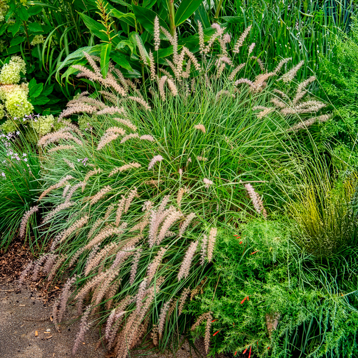 LampepoetsersgrasGelbstiel - Pennisetum alopecuroides gelbstiel - Bakker