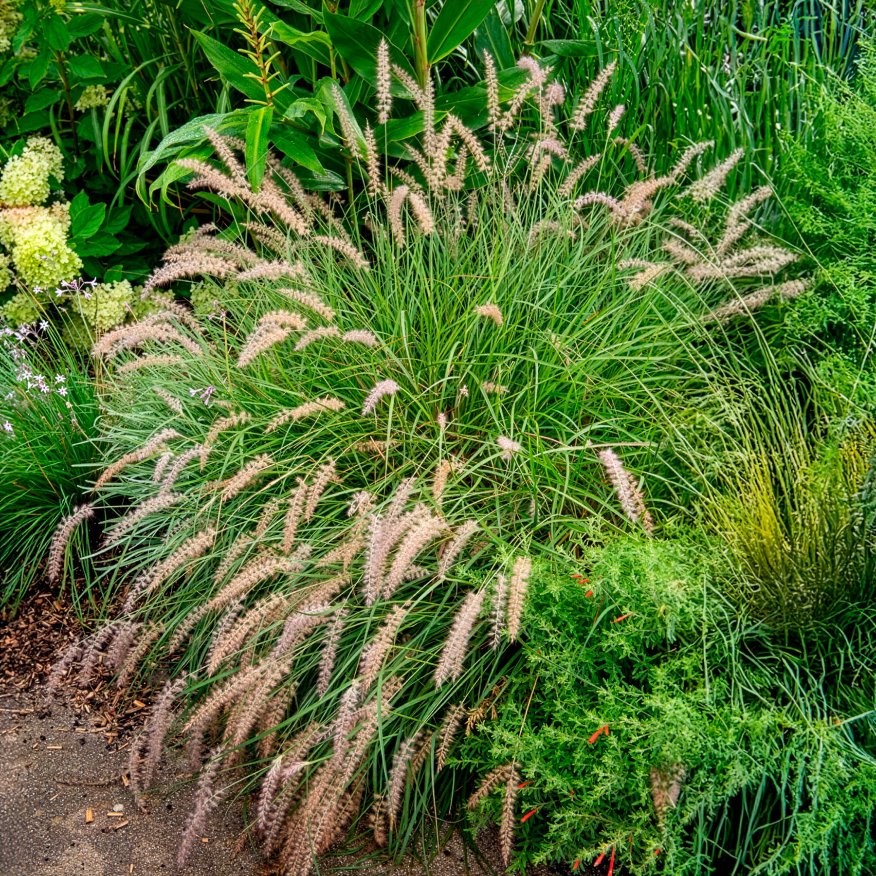 LampepoetsersgrasGelbstiel - Pennisetum alopecuroides gelbstiel - Bakker