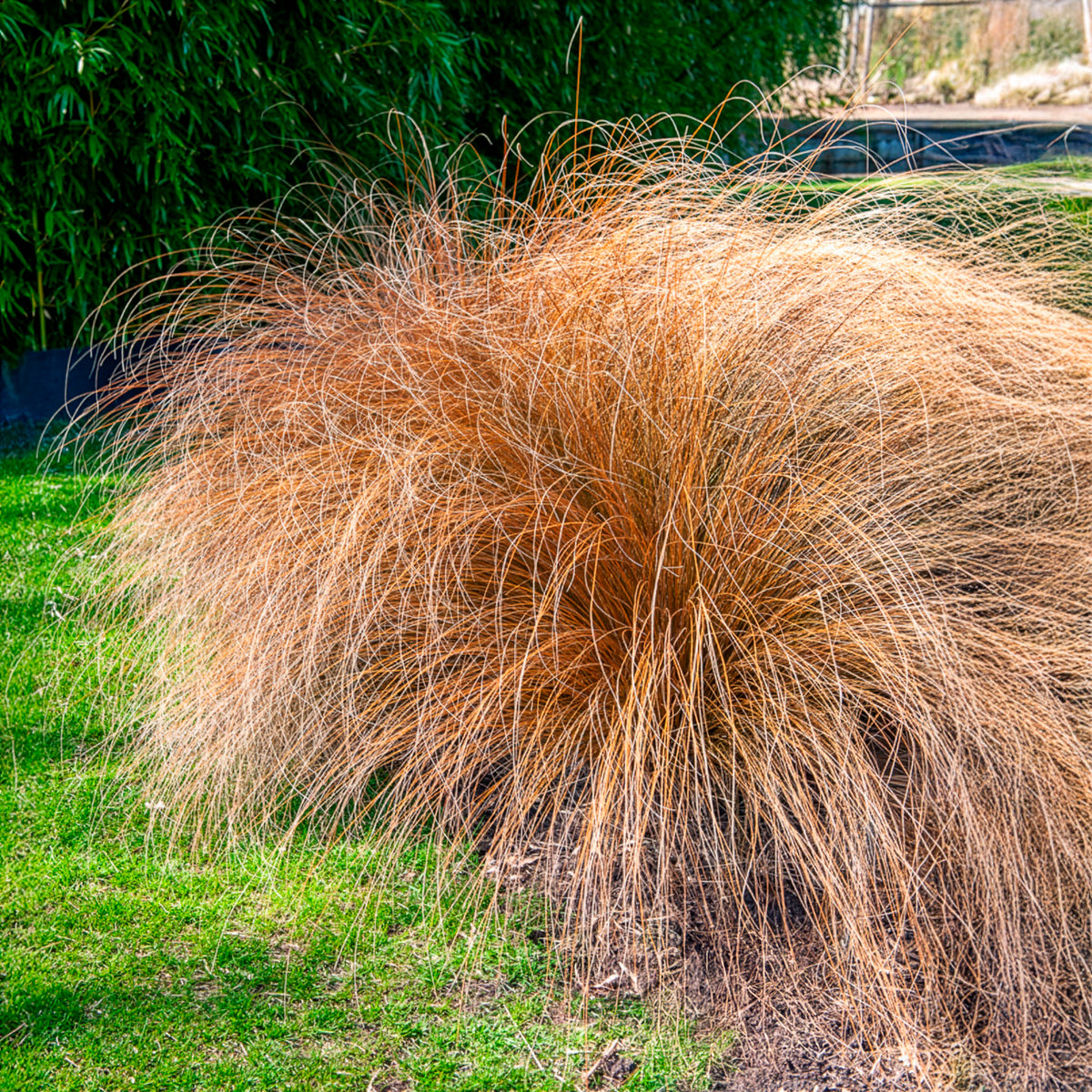 Lampenpoetsersgras 'Herbstzauber' - Pennisetum alopecuroides herbstzauber - Bakker