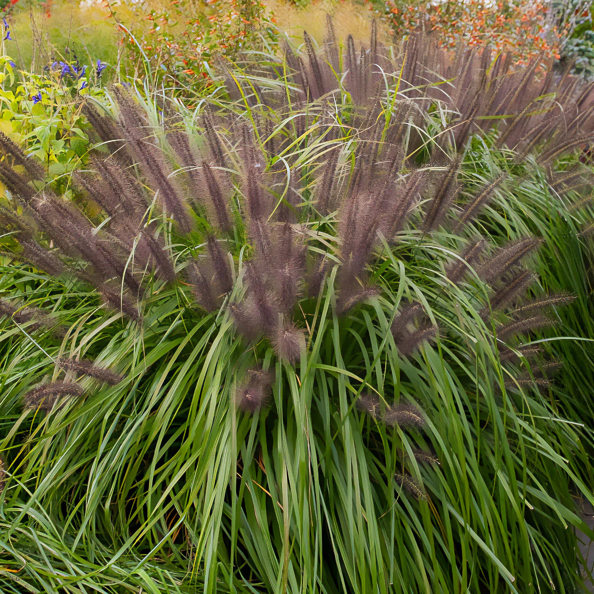 Pennisetum alopecuroides,Stipa tenuissima ,Festuca glauca - 3 siergrassen voor droge grond - Siergrassen