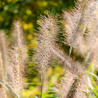 Lampenpoetsersgras 'Moudry' - Pennisetum alopecuroides moudry - Bakker