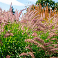 Pennisetum - Lampenpoetsersgras 'Karley Rose'® - Pennisetum orientale Karley Rose ®
