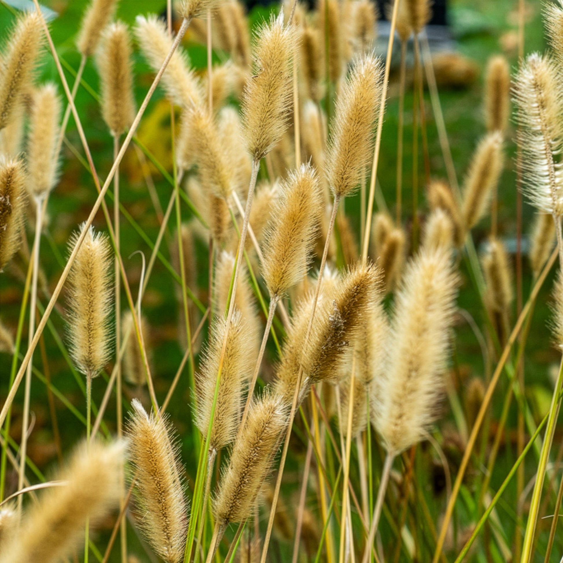 Pennisetum thunbergii Red Buttons - Lampenpoetsersgras Red Buttons - Pennisetum