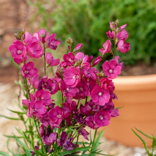 Griekse malva Brilliant - Bakker