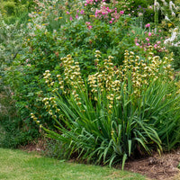 Bieslelie - Sisyrinchium striatum - Bakker