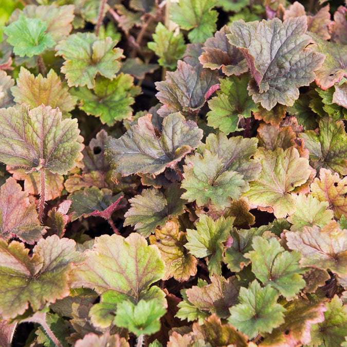 Mijterloof Rubra - Tellima grandiflora Rubra - Bakker