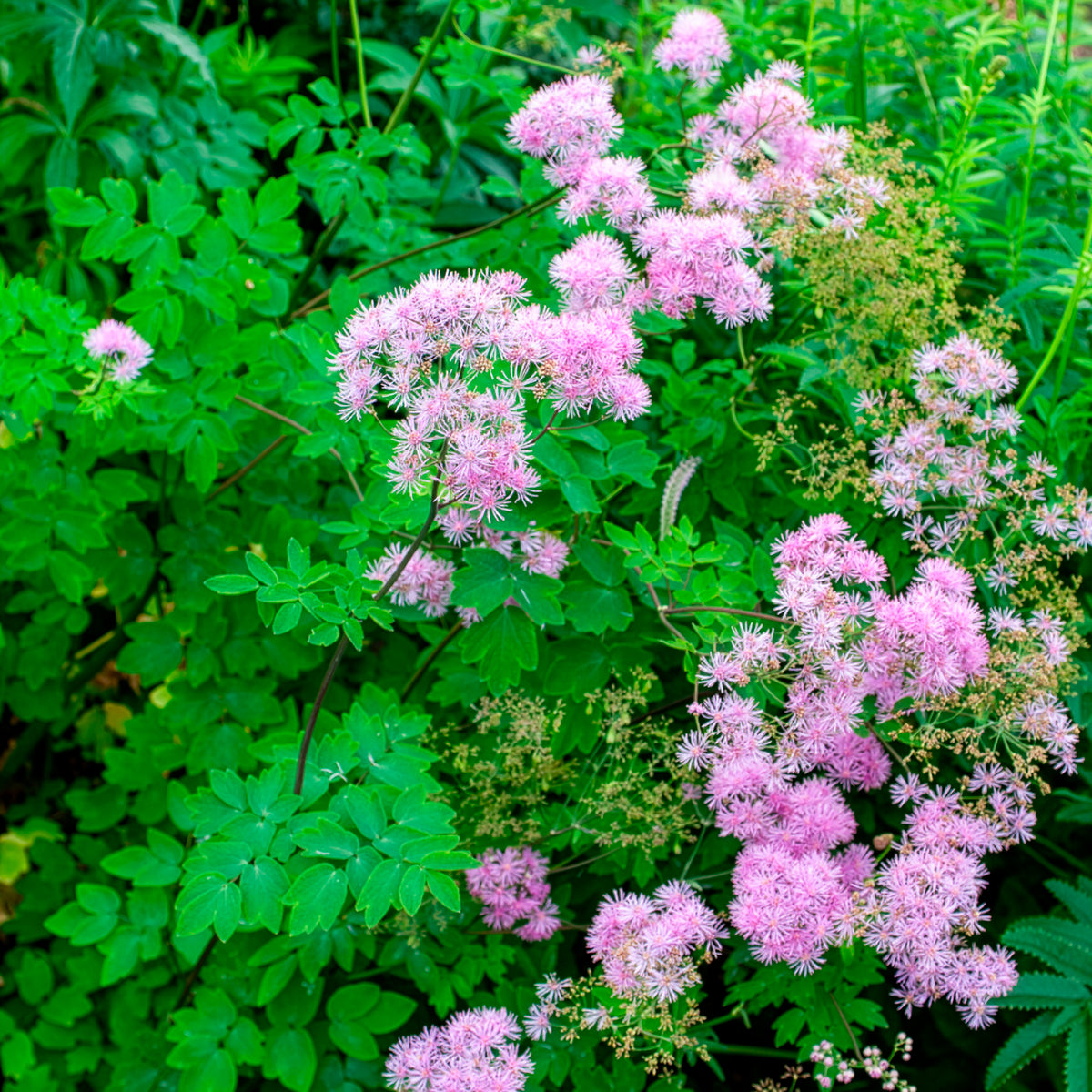 Verkoop Ruit Black Stockings - Thalictrum black stockings