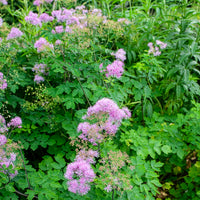 Thalictrum black stockings - Ruit Black Stockings - Ruit