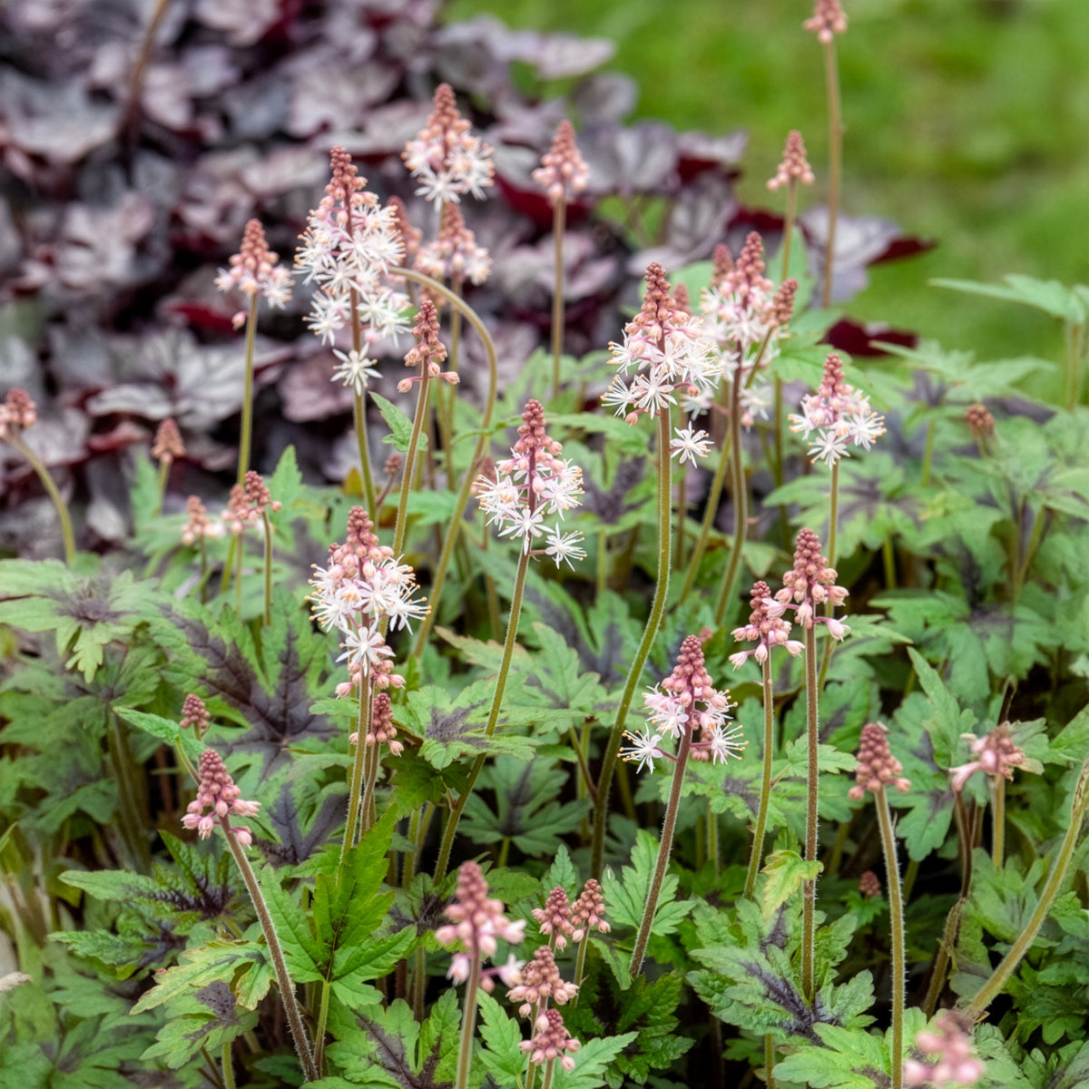 Tiarella - Schuimbloem - Perzische muts Sugar and Spice - Tiarella Sugar and Spice